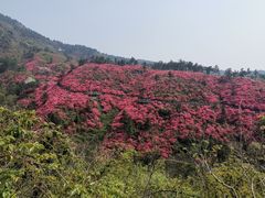 -木兰云雾山