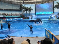 -海合安成都极地海洋公园