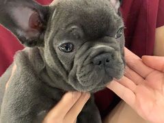 -北京恒爱动物医院(清景园分院)