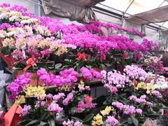 -秦美花卉(天朗·莱茵小城2期店)