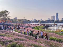 -海珠湖公园