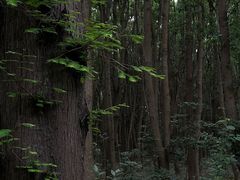 -同里国家湿地公园