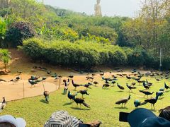 -西双版纳勐泐文化旅游区