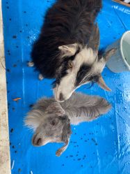 -萌宠亲子动物乐园(槐房万达店)