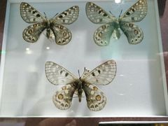 -上海昆虫博物馆