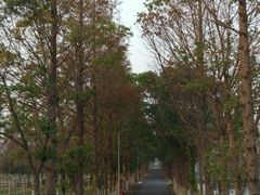 -上海长兴岛郊野公园