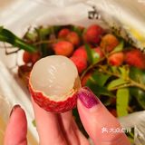 荔枝接棒