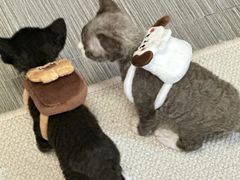 -山宅一喵德文卷毛猫舍