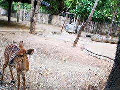 -清迈夜间动物园