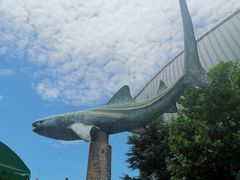 -烟台海昌鲸鲨海洋公园