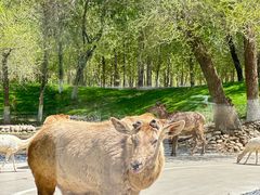 -北京野生动物园