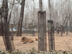 -秦皇岛野生动物园