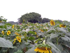 -松山湖梦幻百花洲