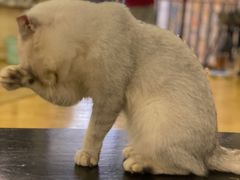 -萌喵咖啡屋(人民东路4号口M16商铺店)