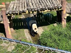 -沈阳森林动物园