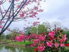 -王借岗森林公园