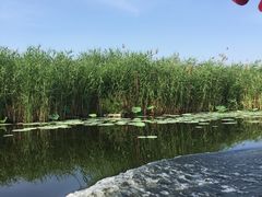 -白洋淀景区