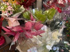 -溪岸路花鸟市场