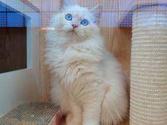 -山宅一喵德文卷毛猫舍