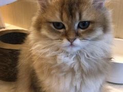 -momokira米努特·德文卷毛猫·棉花面纱犬