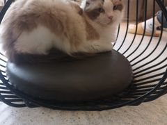 -飞行喵MR PILOT|猫舍·猫咖(静安大融城店)