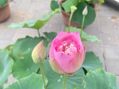 -莲花池公园