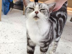 -喵园·猫主题咖啡厅·撸猫·猫咖(国贸店)