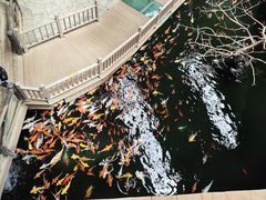 -南宫五洲植物乐园