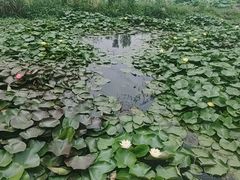 -池杉湖湿地公园