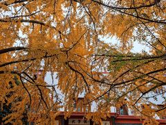 -四川大学(望江校区)