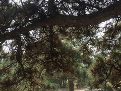 iphone_upload_pic-北京鹫峰国家森林公园