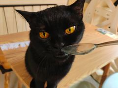 -豆逗聊愈猫阁Easy Life