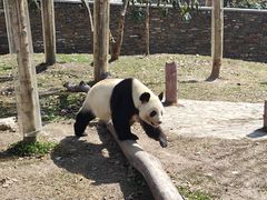 -卧龙中华大熊猫苑神树坪基地