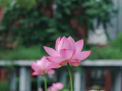 -四川大学(华西校区)