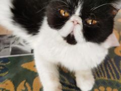 -平行世界·猫咖(首经贸店)
