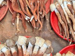 -云南木水花野生菌交易中心