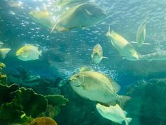 -上海海洋水族馆