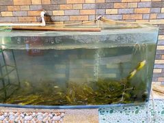 -荣德灶台鱼(圣泉寺店)