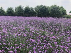 -紫颐香薰山谷景区