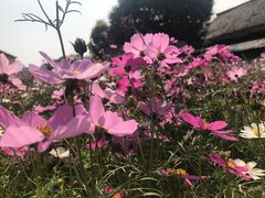 -松山湖南湖湾露营营地