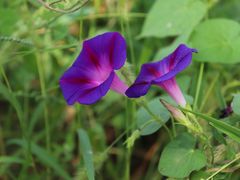 -野鸭湖国家湿地公园