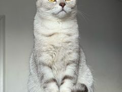 -中农国际动物医院24小时·猫科·骨科·急重症中心