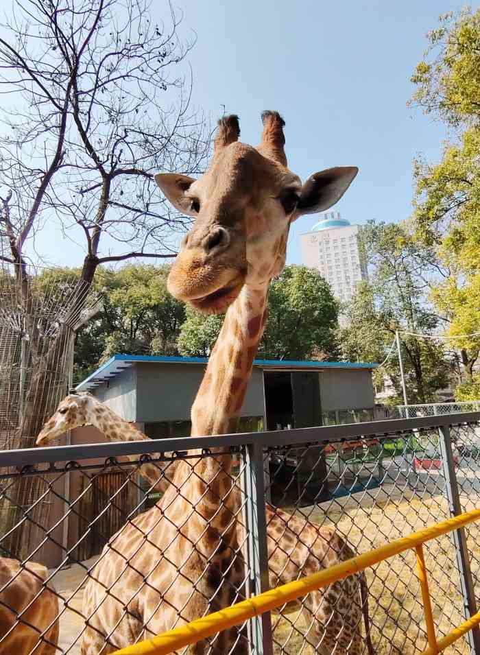 中山公园动物园-"年前姐姐带侄子去动物园我就跟着去玩玩,当.