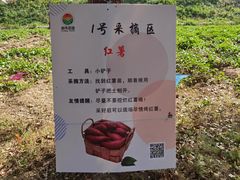 -上海都市菜园