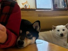 -柴の食堂·日式家庭料理·熊之肆(大学路店)