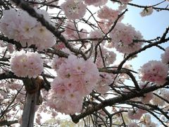 -醍醐寺