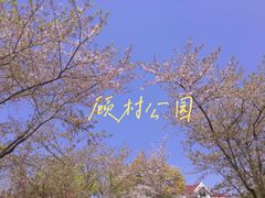 -顾村公园