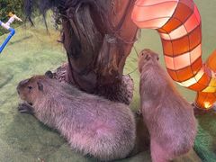 -正佳雨林生态植物园