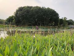 -映月湖公园