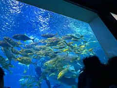 -太平洋海底世界